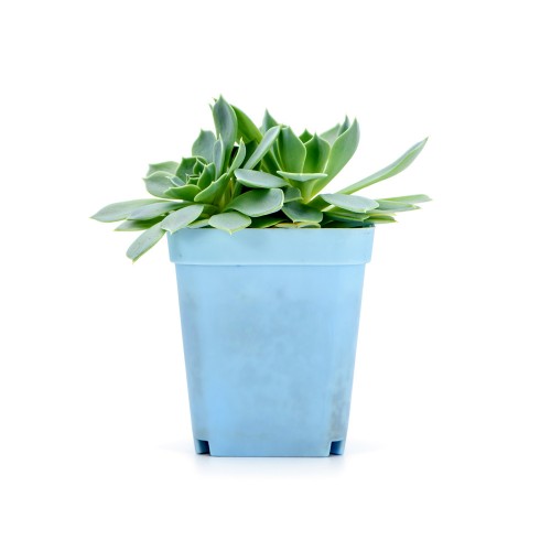 House Plant Sample 7
